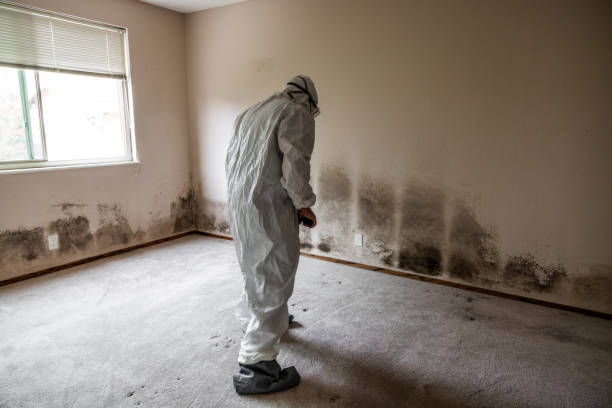 Best Basement Mold Removal  in Whittingham, NJ